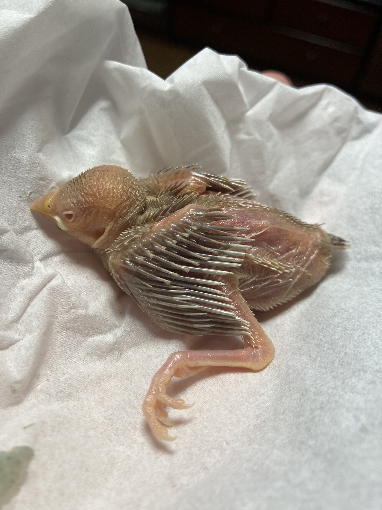 シナモン文鳥さま専用ページ シナモン鳥とシルバー文鳥のペーパークラフト ポストカード 2枚