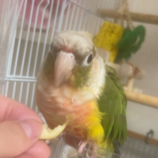 パイナップルのウロコインコです