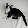 くろごまくん♂@約5ヶ月 サムネイル2