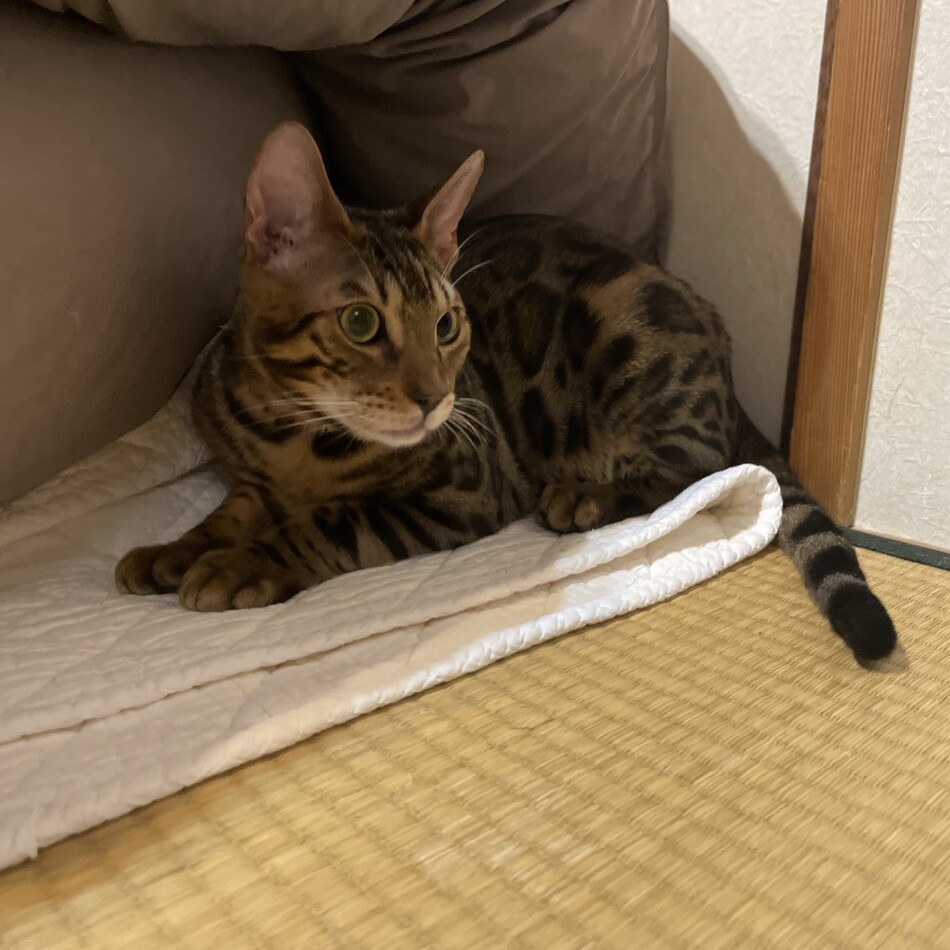 ヒョウのカバー写真