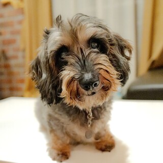 ワイヤーダックス♀仮名☆秋奈