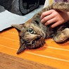シニアの麦わらねこ!    ひまわりちゃん サムネイル4