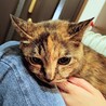 シニアの麦わらねこ!    ひまわりちゃん サムネイル5