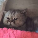 ネグレクトから引き取りました。