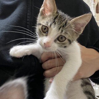 元気いっぱい甘えん坊なキジ白くん