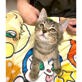 スリゴロ・ネコも大好き・キジトラ男子・2ヶ月半