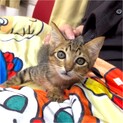 ホンワカ癒し系・麦わら色のキジトラ男子・2ヶ月半