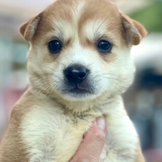 24-W213 大人しい」滋賀県 - 犬の里親募集(502181) :: ペットの