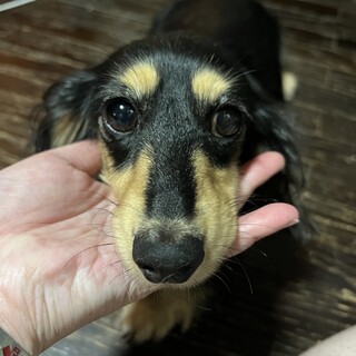 ダックス女の子