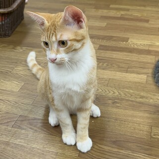 目目を細めて甘える茶白のまるくん