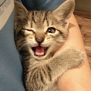 俊足ボーイ　タイガくん☆