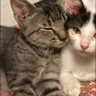 とても人懐っこく美猫の兄妹ゴロゴロです♡♡