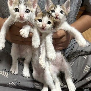 ♥️1ヶ月半のチビっ子達♥️