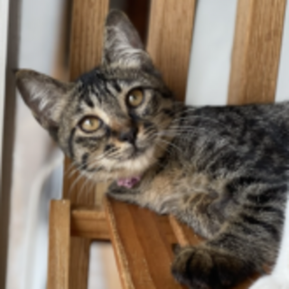 ★トライアル中★お転婆娘★ざっきー★遊び好き