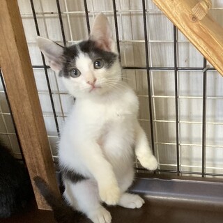 ご飯大好きな美猫さんのコリンヌちゃん
