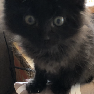 ふわふわ半長毛～～まっ黒子猫♂=^_^= 
