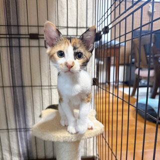 10/27ちばෆ⃛人馴れ抜群ෆ⃛よそみちゃん