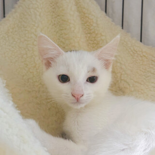 10/13幕張ෆ⃛おてんば美形姉妹ෆ⃛わたげちゃん