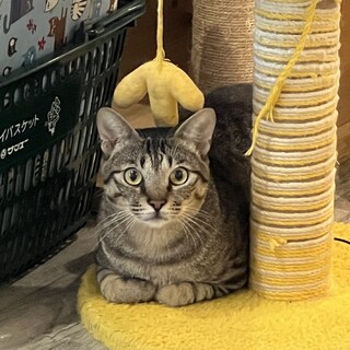 おしゃべり男『さつま』