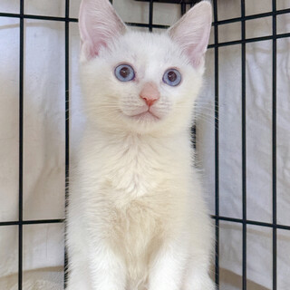 10/13幕張ෆ⃛おてんば美形姉妹ෆ⃛しろみちゃん