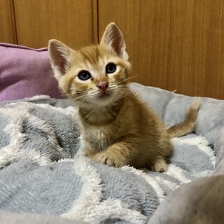 ありがとうございました★可愛い茶虎のきぃちゃん