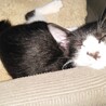 港で保護した子猫１ サムネイル5