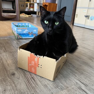 マシュマロボディの黒猫『ちょこら』