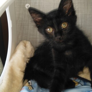 港で保護した子猫３