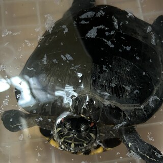 アカミミガメ　