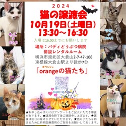 orangeの猫たちの譲渡会