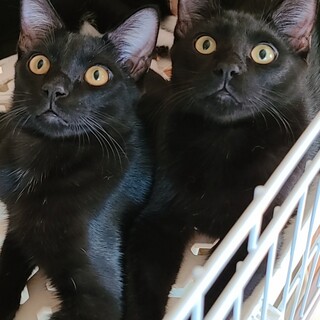 黒猫5ヵ月の男の子