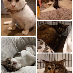 「5匹の医療について」サムネイル1