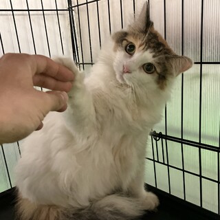 ノルウェージャンの可愛い三毛猫女の子！