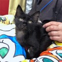 長毛っぽいフワ毛・小柄な黒猫女子・2ヶ月半