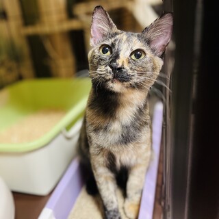 [お見合い歓迎]こなつちゃん