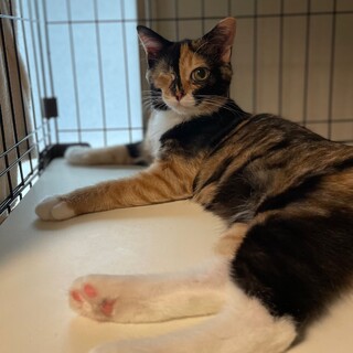 [お見合い歓迎]こなみちゃん