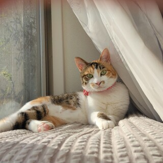 【被災地より】無邪気で甘えん坊な三毛猫♪ヘルミ