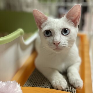 [お見合い歓迎]メロくん