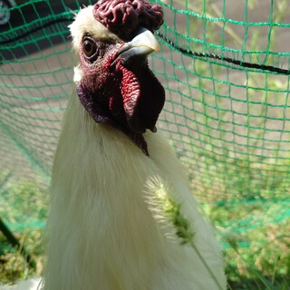 烏骨鶏♂1歳2か月＠人が大好き