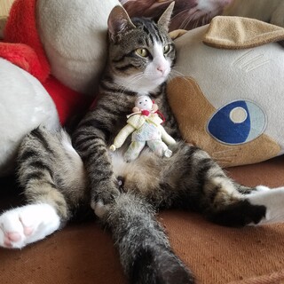 甘えん坊な猫ちゃんです