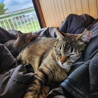 甘えん坊な猫ちゃんです