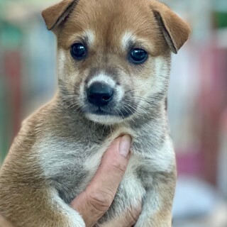 24-W215 可愛い赤ちゃんワンコ！！