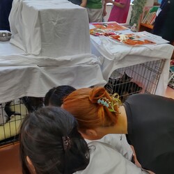 第16回猫の譲渡会 at 湯河原町 サムネイル2