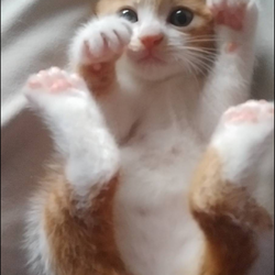 第16回猫の譲渡会 at 湯河原町 サムネイル3