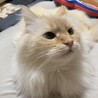 ぷんちゃんは宇宙一ねこちゃん
