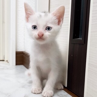 白い毛並みにブルーアイが可愛い女の子