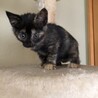 かしこい「きゃら」ちゃん、里親さん募集。 サムネイル2