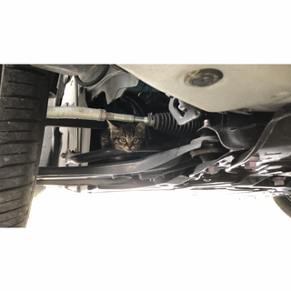 エンジンルームから救出子猫　１ヶ月半