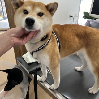 とても大人しい散歩大好き⭐︎柴犬さくらちゃん⭐︎