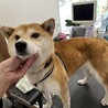 とても大人しい散歩大好き⭐︎柴犬さくらちゃん⭐︎ サムネイル2